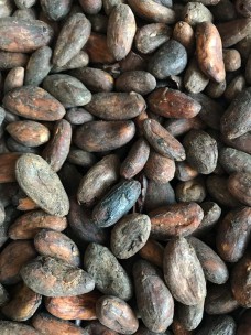 Какао-бобы India Kerala